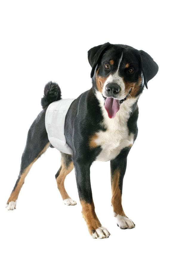 PANNOLINI A FASCIA ELASTICA PER CANE MASCHIO TG S 12 PZ