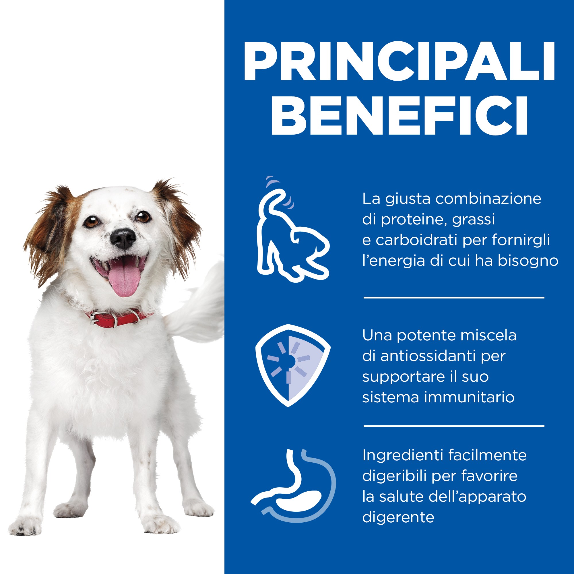 HILLS CANE ADULT SMALL & MINI MOUSSE MANZO 200 GR