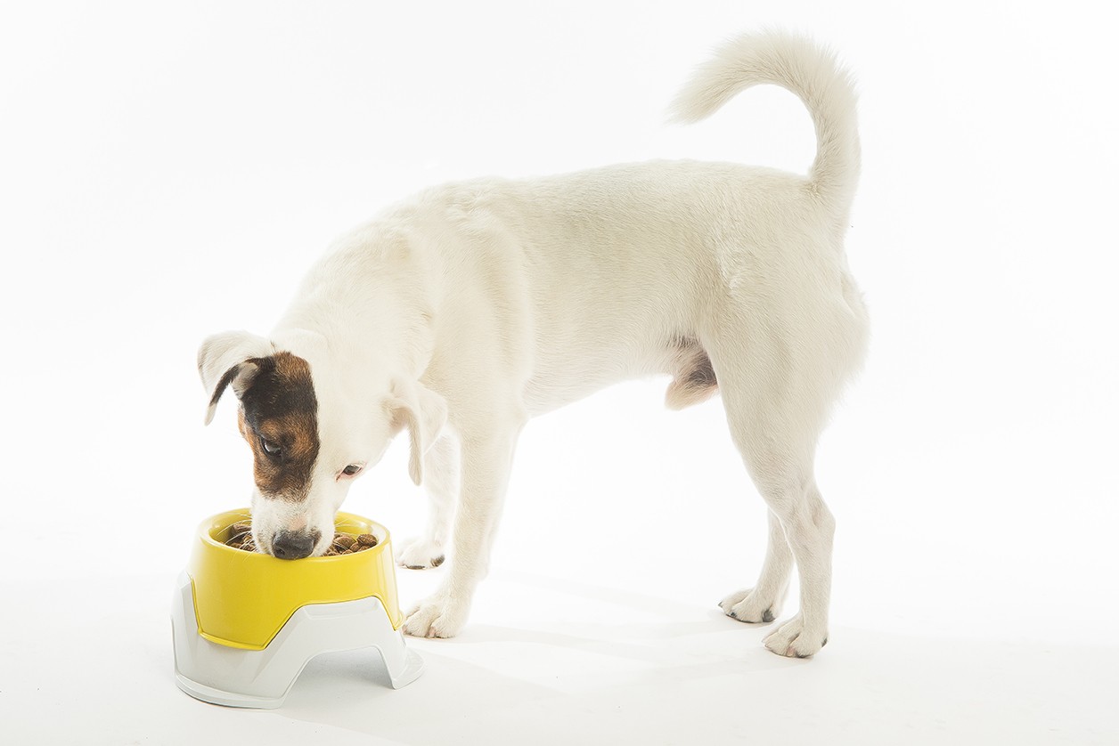 CIOTOLA MULTIFUNZIONE MIMI'