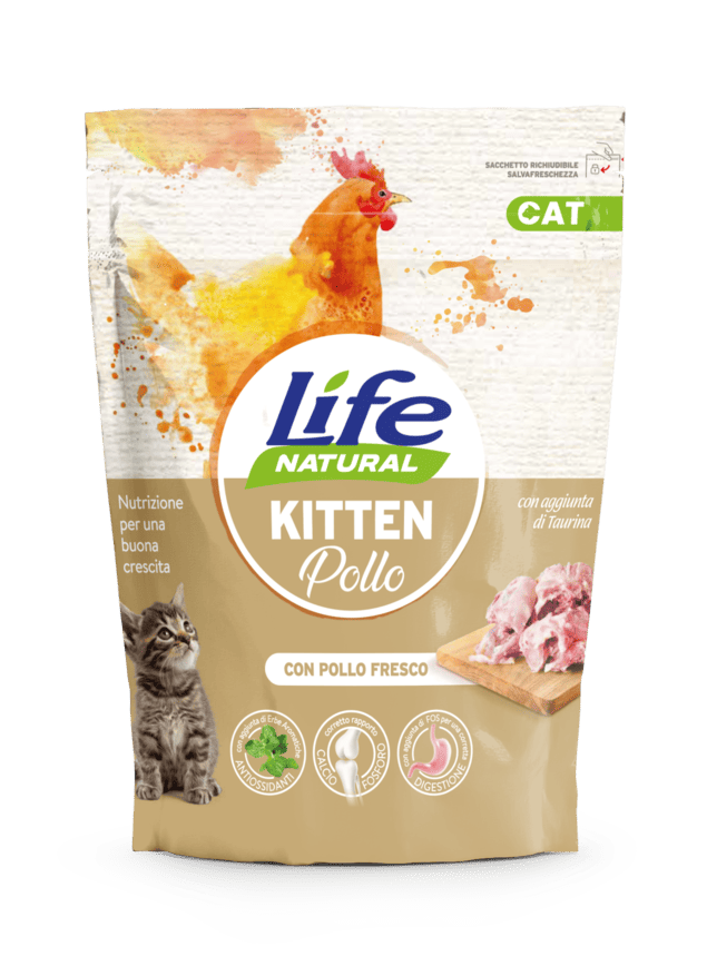 CAT secco kitten POLLO